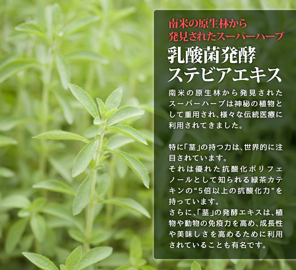 ステビア
