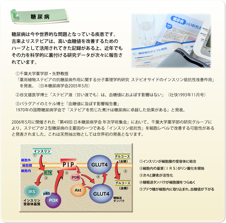 【糖尿病】糖尿病は今や世界的な問題となっている疾患です。
古来よりステビアは、高い血糖値を改善するためのハーブとして活用されてきた記録がある上、近年でもその力を科学的に裏付ける研究データが次々に報告されています。